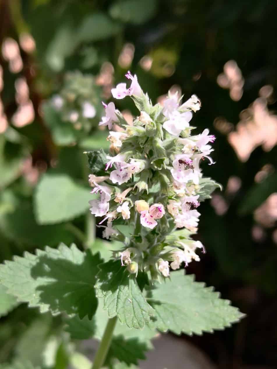catnip flowers