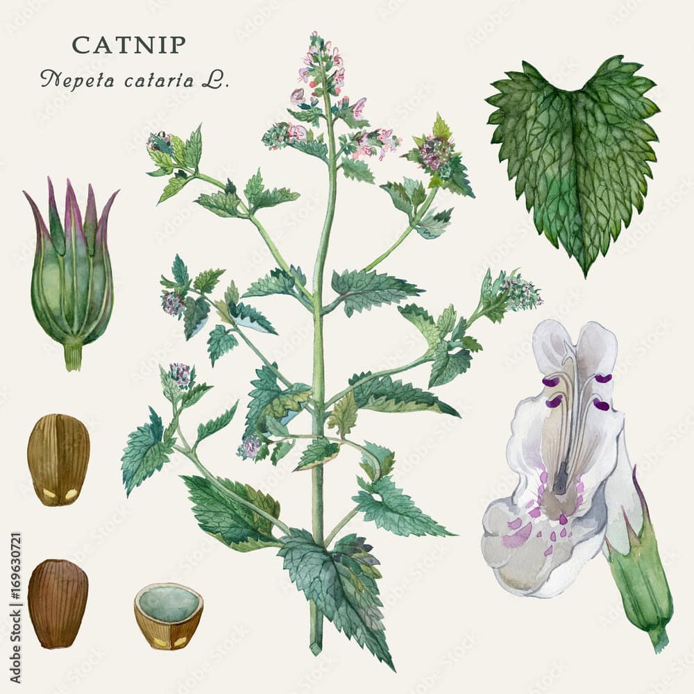 catnip